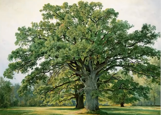 In Europe, oak trees were regarded as sacred or sacred trees.